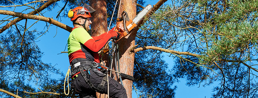 gardening-services-landscape-arboriculture Arboriculture