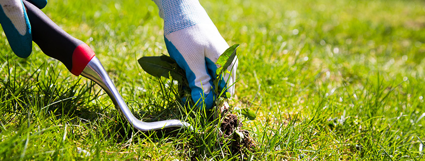 gardening-services-landscape-weed-control Organic Weed Control